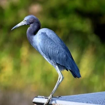Great blue heron standing calmly near the mangroves of Damas Island, Costa Rica.