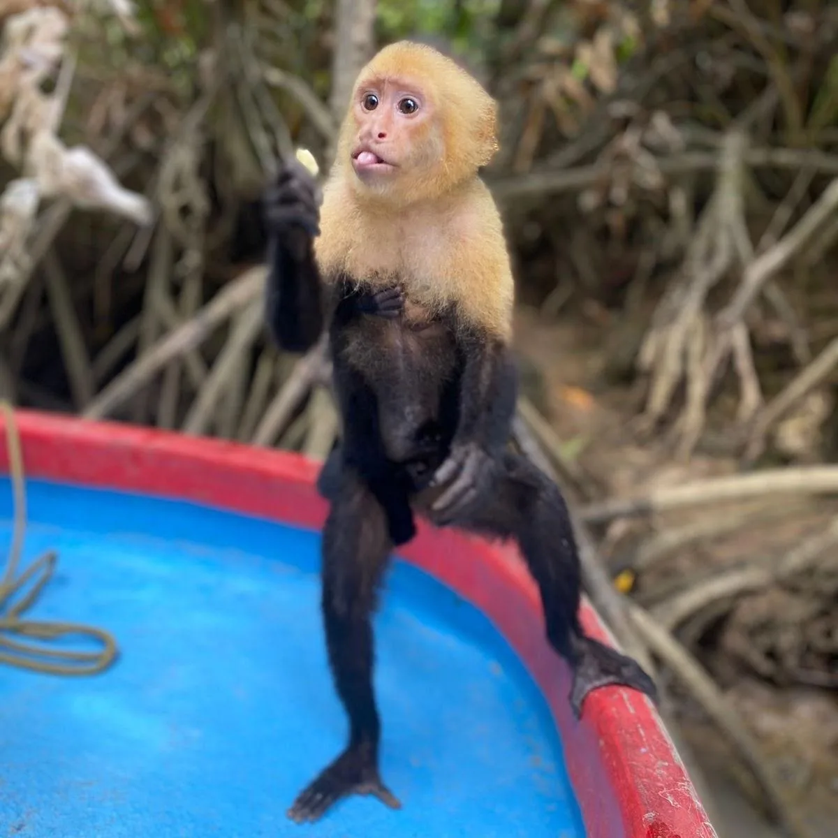 White-faced capuchin monkey sitting on the edge of a tour boat while eating in the mangroves of Damas Island, Costa Rica.