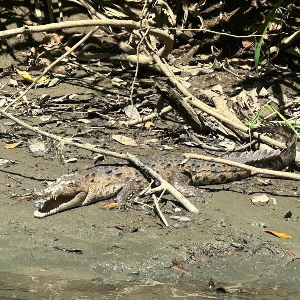 Crocodile resting on a mangrove bank