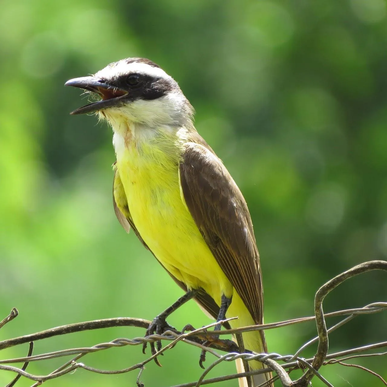 Great kiskadee perched on a branch