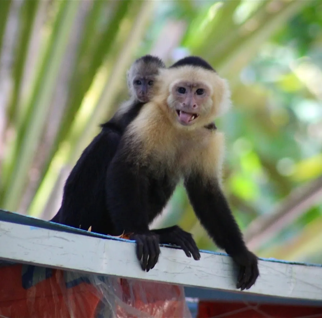 White-faced capuchin carrying a baby