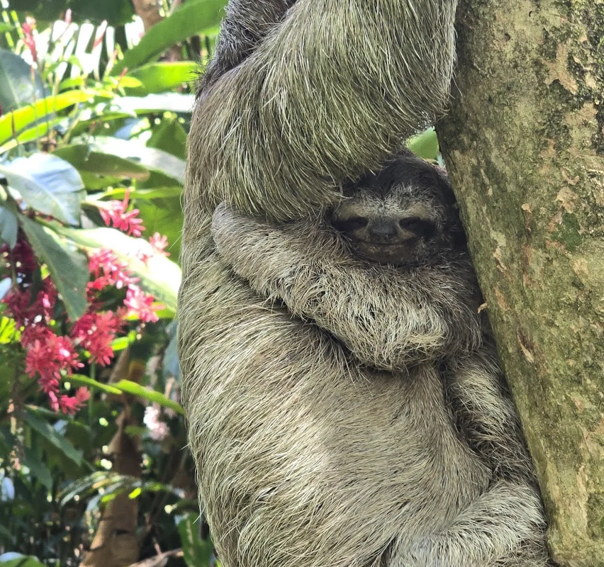 Baby sloth clinging to its mother