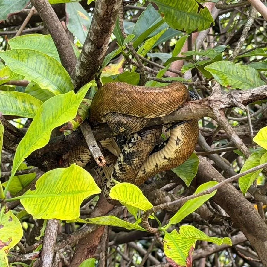 Brown snake coiled among tropical foliage in the mangroves of Damas Island, Costa Rica.