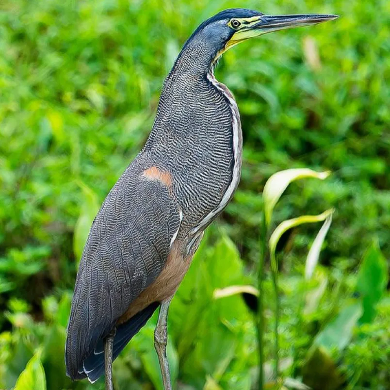 Tiger heron standing among lush vegetation in the mangroves of Damas Island, Costa Rica.